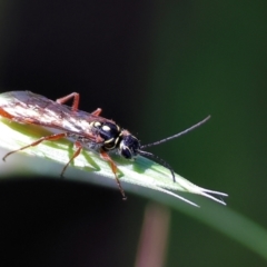 Unidentified Wasp (Hymenoptera, Apocrita) at Wodonga, VIC - 8 Oct 2023 by KylieWaldon