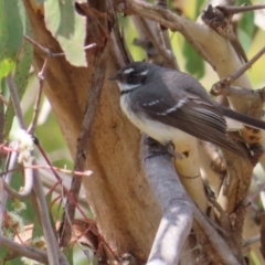 Rhipidura albiscapa (Grey Fantail) at Mount Taylor - 8 Oct 2023 by MatthewFrawley