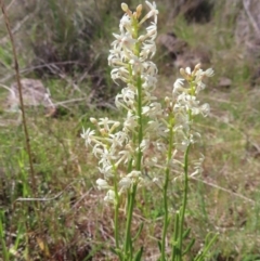 Stackhousia monogyna (Creamy Candles) at Mount Taylor - 8 Oct 2023 by MatthewFrawley
