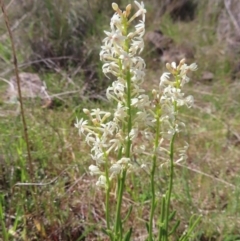 Stackhousia monogyna (Creamy Candles) at Tuggeranong, ACT - 8 Oct 2023 by MatthewFrawley