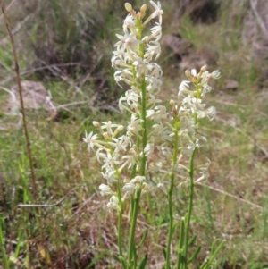 Stackhousia monogyna at Tuggeranong, ACT - 8 Oct 2023