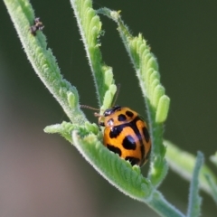 Peltoschema oceanica (Oceanica leaf beetle) at Clyde Cameron Reserve - 8 Oct 2023 by KylieWaldon