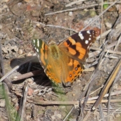 Vanessa kershawi (Australian Painted Lady) at Mount Taylor - 8 Oct 2023 by MatthewFrawley