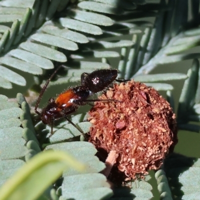 Mutillidae (family) (Unidentified Mutillid wasp or velvet ant) at Wodonga, VIC - 9 Oct 2023 by KylieWaldon