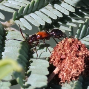 Mutillidae (family) at Wodonga, VIC - 9 Oct 2023 09:23 AM
