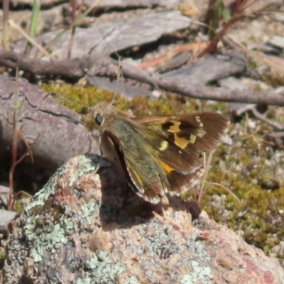 Trapezites phigalia (Heath Ochre) at Mount Taylor - 8 Oct 2023 by MatthewFrawley