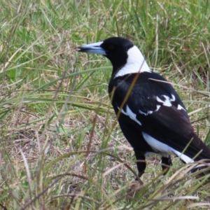 Gymnorhina tibicen at Tuggeranong, ACT - 8 Oct 2023