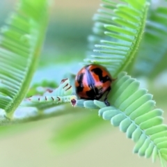 Peltoschema oceanica (Oceanica leaf beetle) at Wodonga, VIC - 9 Oct 2023 by KylieWaldon