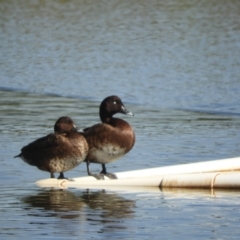 Aythya australis (Hardhead) at Murrumbateman, NSW - 8 Oct 2023 by SimoneC