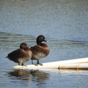 Aythya australis at Murrumbateman, NSW - 8 Oct 2023