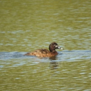 Aythya australis at Murrumbateman, NSW - 8 Oct 2023