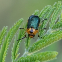 Aporocera (Aporocera) consors (A leaf beetle) at Wodonga, VIC - 8 Oct 2023 by KylieWaldon