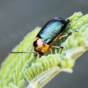 Aporocera (Aporocera) consors at Wodonga, VIC - 9 Oct 2023