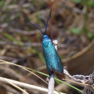 Pollanisus (genus) (A Forester Moth) at Mount Taylor - 8 Oct 2023 by MatthewFrawley
