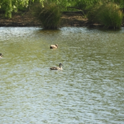 Anas superciliosa (Pacific Black Duck) at Murrumbateman, NSW - 8 Oct 2023 by SimoneC