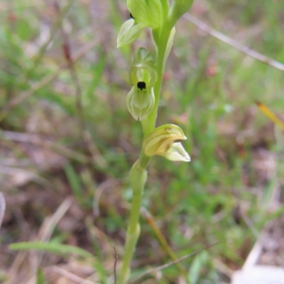 Hymenochilus bicolor (ACT) = Pterostylis bicolor (NSW) (Black-tip Greenhood) at Tuggeranong, ACT - 8 Oct 2023 by MatthewFrawley