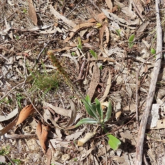 Plantago varia (Native Plaintain) at Kambah, ACT - 8 Oct 2023 by MatthewFrawley