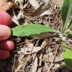 Plantago varia at Kambah, ACT - 8 Oct 2023 12:51 PM