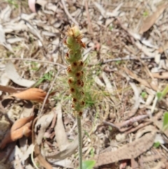 Plantago varia at Kambah, ACT - 8 Oct 2023 12:51 PM