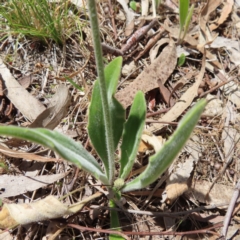 Plantago varia at Kambah, ACT - 8 Oct 2023 12:51 PM