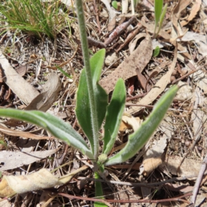 Plantago varia at Kambah, ACT - 8 Oct 2023