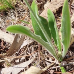 Plantago varia at Kambah, ACT - 8 Oct 2023