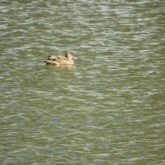 Anas gracilis (Grey Teal) at Murrumbateman, NSW - 8 Oct 2023 by SimoneC