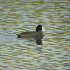 Fulica atra (Eurasian Coot) at Murrumbateman, NSW - 8 Oct 2023 by SimoneC