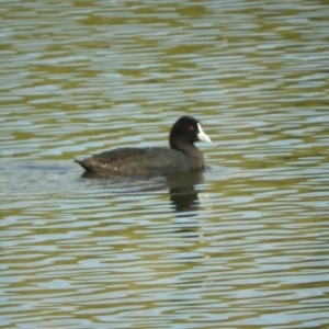 Fulica atra at Murrumbateman, NSW - 8 Oct 2023