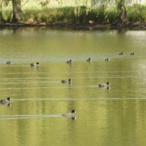 Fulica atra at Murrumbateman, NSW - 8 Oct 2023