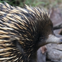 Tachyglossus aculeatus (Short-beaked Echidna) at Majura, ACT - 6 Oct 2023 by jb2602