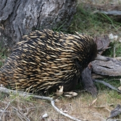 Tachyglossus aculeatus at Majura, ACT - 6 Oct 2023 02:56 PM