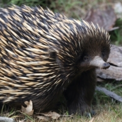 Tachyglossus aculeatus at Majura, ACT - 6 Oct 2023 02:56 PM