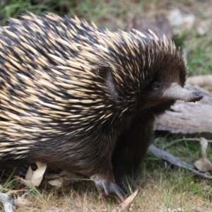 Tachyglossus aculeatus at Majura, ACT - 6 Oct 2023 02:56 PM