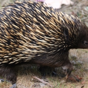 Tachyglossus aculeatus at Majura, ACT - 6 Oct 2023