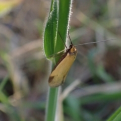 Philobota (genus) at Murrumbateman, NSW - 9 Oct 2023