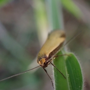 Philobota (genus) at Murrumbateman, NSW - 9 Oct 2023