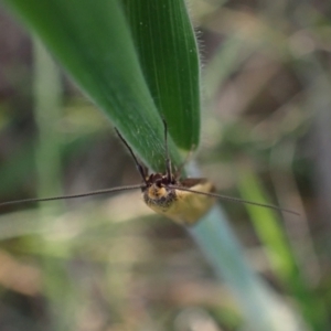 Philobota (genus) at Murrumbateman, NSW - 9 Oct 2023