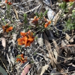 Dillwynia sericea (Egg And Bacon Peas) at Bruce Ridge to Gossan Hill - 9 Oct 2023 by lyndallh