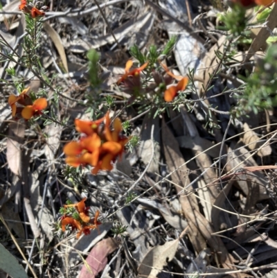 Dillwynia sericea (Egg And Bacon Peas) at Bruce Ridge to Gossan Hill - 9 Oct 2023 by lyndallh