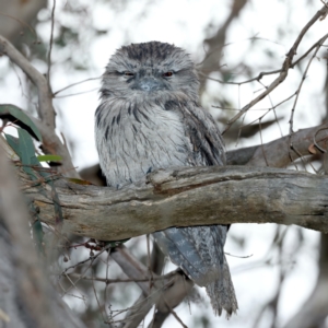 Podargus strigoides at Majura, ACT - 6 Oct 2023