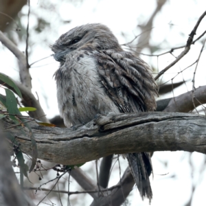 Podargus strigoides at Majura, ACT - 6 Oct 2023