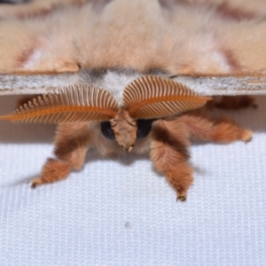 Opodiphthera eucalypti at Greenleigh, NSW - 9 Oct 2023