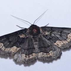 Melanodes anthracitaria (Black Geometrid) at Greenleigh, NSW - 9 Oct 2023 by DianneClarke