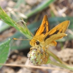 Ocybadistes walkeri (Green Grass-dart) at Flea Bog Flat to Emu Creek Corridor - 7 Oct 2023 by Harrisi