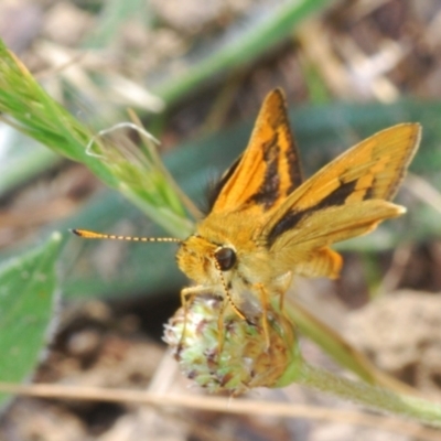 Ocybadistes walkeri (Green Grass-dart) at Belconnen, ACT - 7 Oct 2023 by Harrisi