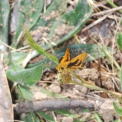 Ocybadistes walkeri at Belconnen, ACT - 7 Oct 2023