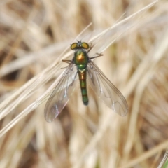 Dolichopodidae (family) (Unidentified Long-legged fly) at Emu Creek - 7 Oct 2023 by Harrisi