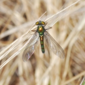 Dolichopodidae (family) at Belconnen, ACT - 7 Oct 2023 11:31 AM