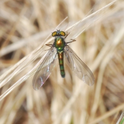 Dolichopodidae (family) (Unidentified Long-legged fly) at Belconnen, ACT - 7 Oct 2023 by Harrisi